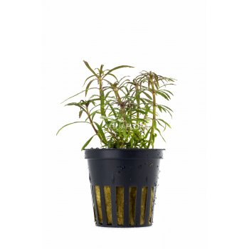 AQUAFLORA - EUSTERALIS STELLATA